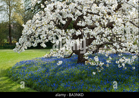 Prunus shirotae. Japanische Kirschbaum in Blüte RHS Wisley Gardens. Surrey, Großbritannien Stockfoto