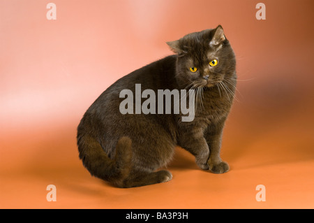 Katze im Studio auf einem neutralen Hintergrund Stockfoto