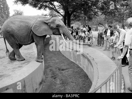 Achtziger Jahre, schwarz / weiß Foto, Mensch und Tier, Elefanten im Zoo Duisburg streckt seinen Rüssel um Nahrung von den Besuchern zu erhalten, Elefanten und Besucher sind getrennt durch einen breiten Graben, Afrikanischer Elefant Loxodonta Africana, D-Duisburg, Rhein, Ruhrgebiet, Nordrhein-Westfalen Stockfoto