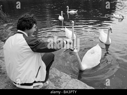 Achtziger Jahre, schwarz / weiß Foto, Mensch und Tier, junge füttert Schwäne auf einem See, im Alter von 14 bis 17 Jahre, Höckerschwan, Cygnus olor Stockfoto