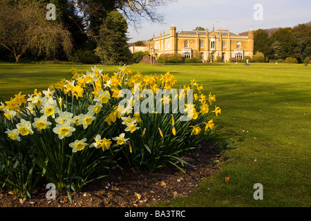 Missenden Abbey Frühling Narzissen buckinghamshire Stockfoto