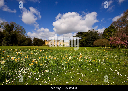 Missenden Abbey Frühling Narzissen buckinghamshire Stockfoto