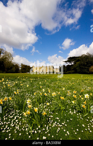 Missenden Abbey Frühling Narzissen buckinghamshire Stockfoto