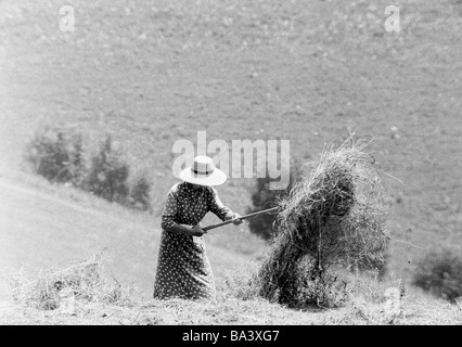 70er Jahre, schwarz / weiß Foto, Herbst, Erntezeit, Frau auf dem Feld in der Heuernte, im Alter von 40 bis 50 Jahre, Schwarzwald, Baden-Württemberg Stockfoto