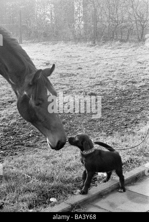 70er Jahre, schwarz / weiß Foto, Humor, Tiere, Pferd und Hund an der Leine sehen einander durch eine Weide Zaun Stockfoto