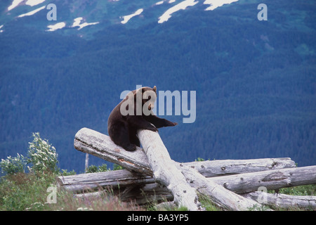 Gefangenschaft: Braunbär sitzt auf einem Haufen toter Bäume im Alaska Wildlife Conservation Center, Alaska gefangen Stockfoto