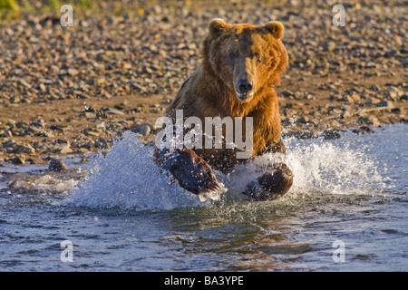 Brauner Bär Jagd nach Lachs im Bereich Kaguyak des Katmai Nationalpark, Alaska Stockfoto