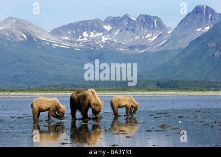 Braune Bären graben Muscheln im Wattenmeer an der Mündung des großen Flusses in Katmai Nationalpark, Alaska Stockfoto