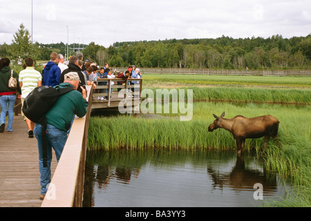 Besucher beobachten, wie Elche in Potter Sumpf in der Nähe von Anchorage Alaska ernährt sich im Sommer Stockfoto