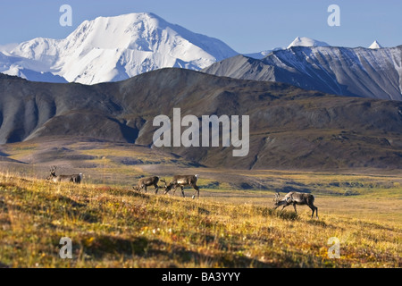 Caribou grasen auf der Seite der Stony Pass mit Mt. Mckinley im Hintergrund im Denali-Nationalpark, Alaska Stockfoto