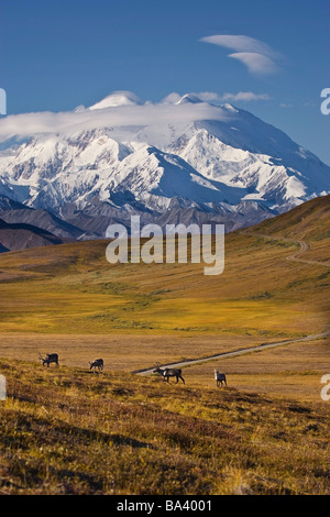 Blick auf Mt. McKinley mit Karibus auf steinigen Pass und die Parkstraße im Hintergrund im Denali-Nationalpark, Alaska Stockfoto