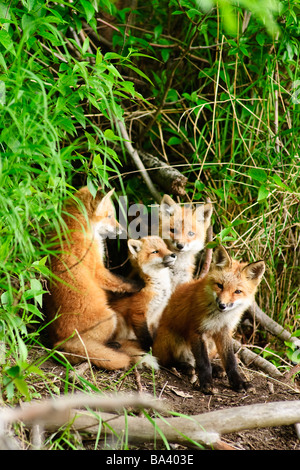 Rotfuchs Kits spielen in der Nähe ihrer Höhle im Sommer in Alaska Stockfoto