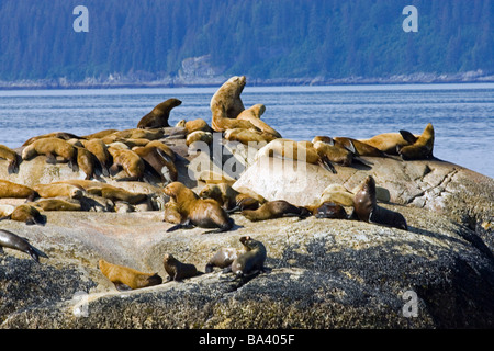 Steller Seelöwen auf Haulout Süden Marmor Insel Glacier Bay National Park südöstlich Alaska Sommer Stockfoto