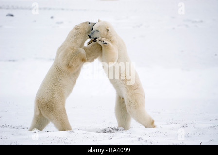 Eisbären auf Hinterfüße spielen kämpfen in Churchill, Manitoba, Kanada. Stockfoto