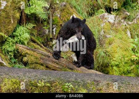 Schwarzer Bär Spaziergänge durch Tongass National Forest mit einer vor kurzem erwischt rosa Lachs in der Nähe von Anan Creek in Southeast Alaska Stockfoto