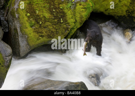 Draufsicht eines schwarzen Bären fangen einen rosa Lachs in Anan Creek in Südost-Alaska Stockfoto