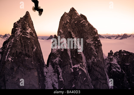 Weißkopf-Seeadler vorbeifliegen Taku Towers auf Juneau Eisfeld bei Sonnenuntergang, Alaska. Komposit Stockfoto