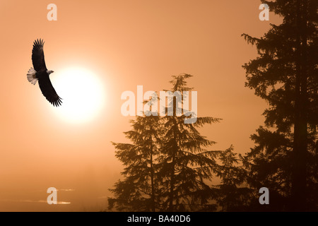 Weißkopf-Seeadler schwebt über dem Tongass National Forest, Sonnenaufgang an einem nebligen Morgen, Alaska. Komposit Stockfoto