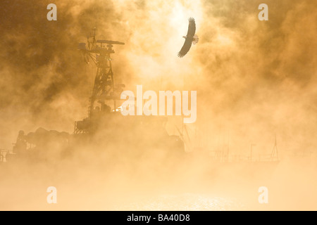 Weißkopf-Seeadler steigt über Auke Bay Harbor mit Eisnebel verdeckt angedockten Schiff in Juneau, Alaska. Komposit Stockfoto