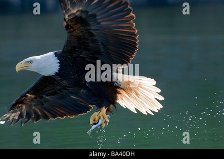 Nahaufnahme von einem Weißkopfseeadler einen Fisch aus dem Wasser der Inside Passage des südöstlichen Alaska fangen Stockfoto