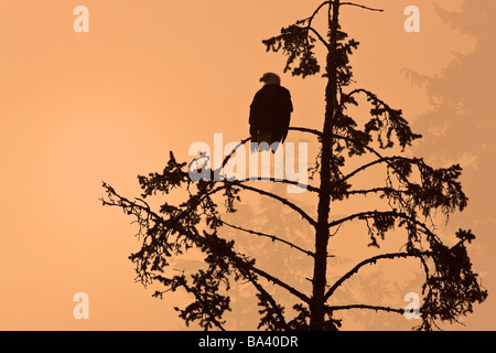 Silhouette der Weißkopf-Seeadler thront auf einem Baum bei Sonnenuntergang im Nebel des Tongass National Forest, Southeast Alaska Stockfoto