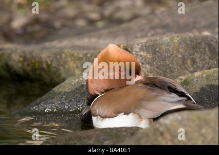 Rot-crested Tafelenten (Netta Rufina) erwachsenen männlichen Schlafplatz Martin bloße Wildfowl & Feuchtgebiete Trust Burscough Lancashire England UK Stockfoto