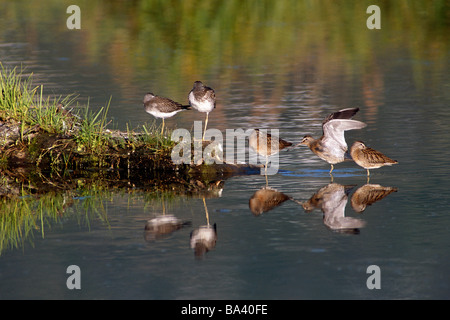 Kurz-billed Dowitchers stehend im Wasser & auf Login @ Potter Marsh Anchorage Alaska Yunan Sommer Stockfoto