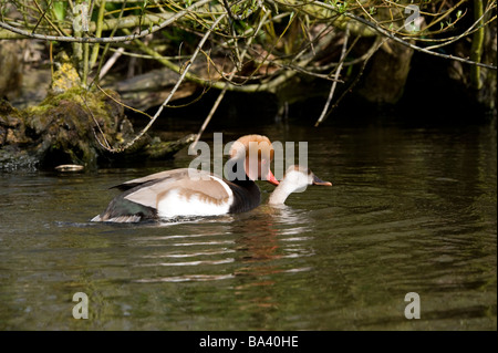 Rot-crested Tafelenten (Netta Rufina) paar Paarung auf Wasser Martin bloße Wildfowl und Feuchtgebiete Trust Burscough Lancashire England UK Stockfoto