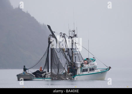 Kommerzielle Seiner * Malamute Kind * schleppen im Fang des Silberlachs im Nebel Port Valdez PWS Alaska Herbst Stockfoto