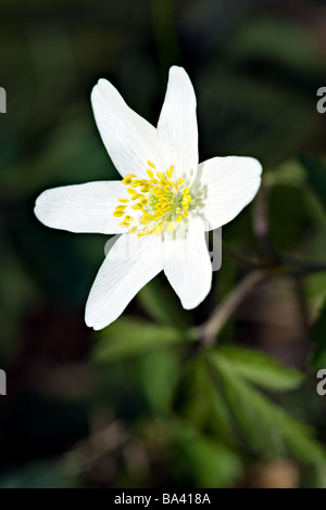 Weiße europäische Holz Aneomone Anemone Nemorosa oder windflower Stockfoto