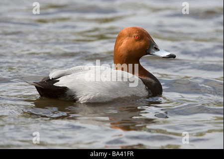 Rothaarige Ente (Aythya Americana) männlichen auf Wasser Martin bloße Wildfowl und Feuchtgebiete Trust Burscough Lancashire England UK April Stockfoto