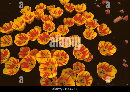 Wunderschöne, zarte rote und gelbe Tulpen in den Niederlanden Stockfoto