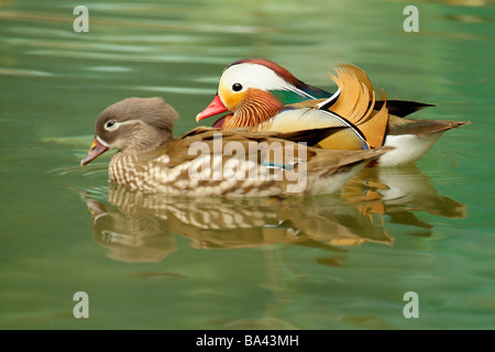 Weibliche und männliche Mandarin Enten schwimmen zusammen Seite anzeigen Stockfoto