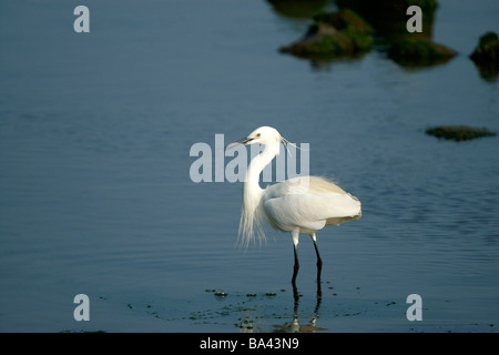 Seidenreiher waten im Wasser Profil Stockfoto