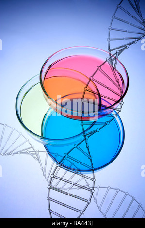 DNA-Struktur und Petrischalen Stockfoto
