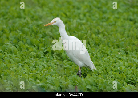 Kuhreiher in Ernte Fütterung Stockfoto