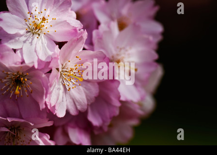Kirschrote Blüten blühen im Frühjahr in den japanischen Gärten in Hasselt, Belgien. Stockfoto