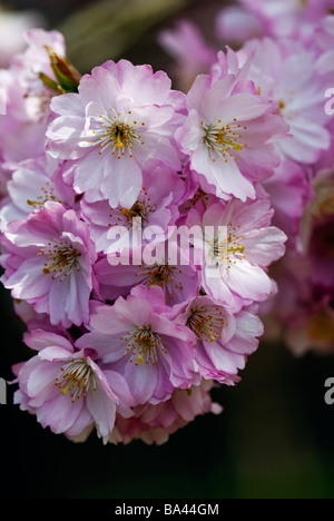 Kirschrote Blüten blühen im Frühjahr in den japanischen Gärten in Hasselt, Belgien. Stockfoto