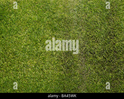 Gepflegte Grüngrasrasen und Holz- und Metallskulpturen an der Grenze