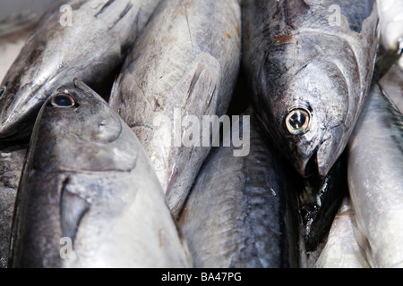 Kleiner Thunfisch Boqueria Markt von Barcelona autonomen Commnunity von Katalonien nordöstlichen Spanien Stockfoto