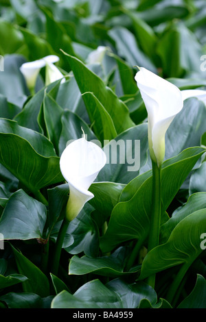 Weiße callas Stockfoto