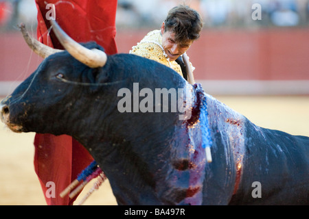 Die spanischen Torero Cesar Giron Real Maestranza Stierkampfarena Sevilla autonomen Gemeinschaft Andalusien Südspanien Stockfoto