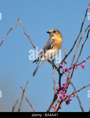 Weibliche Östliche Bluebird, Sialia sialis, thront in einem östlichen Redbud-Baum, Cercis canadensis, in Oklahoma, USA Stockfoto