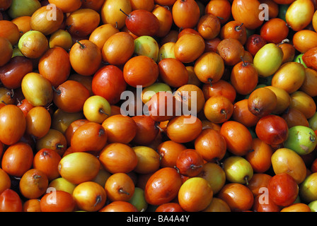 Ziziphus Mauritiana (Ber, Boroi, Indische Jujube, Chinee Apfel oder Cottony Jujube) zum Verkauf an, Gemüsemarkt, Pune. Stockfoto