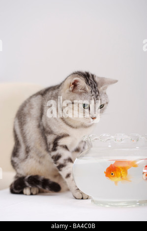 Katze beobachten Goldfische in Schüssel Stockfoto