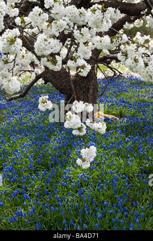 Prunus shirotae. Japanische Kirschbaum in Blüte RHS Wisley Gardens. Surrey, Großbritannien Stockfoto