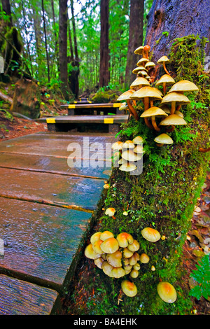 Pilze und Moos auf einem Baum im Regenwald von Maquinna Marine Provincial Park entlang der Promenade. Stockfoto