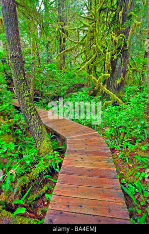 Promenade führt durch den üppigen Regenwald, Hot Springs Cove Openit Halbinsel Maquinna Marine Provincial Park Clayoquot. Stockfoto