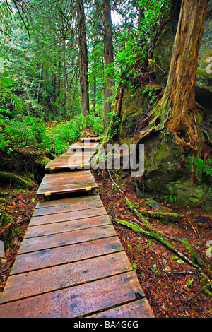 Promenade führt durch den üppigen Regenwald, Hot Springs Cove Openit Halbinsel Maquinna Marine Provincial Park Clayoquot. Stockfoto