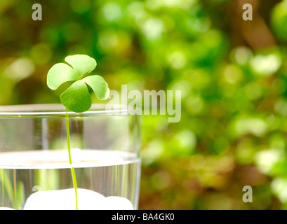 Vier lassen Klee in Glas Wasser PlaTaiwaneses im Hintergrund Stockfoto